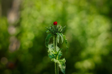 red poppy flower
