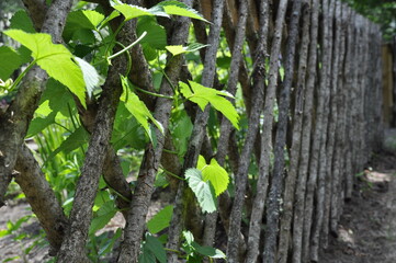 leaves on a fence