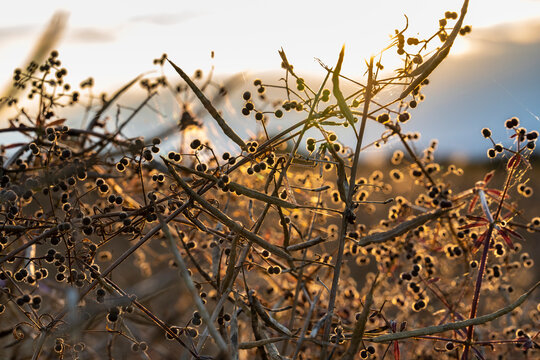 Rapeseed in the evening sun