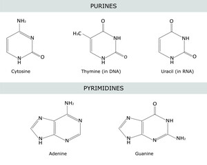Structural formulas of purine and pyrimidine nitrogenous bases of DNA and RNA: adenine , guanine) , thymine , uracil , cytosine. Vector illustartion, isolated on white