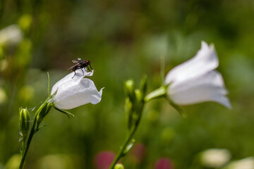 white fly on a flower