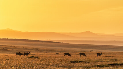 A herd of eland grazing in the early morning sunlight, Masai Mara, Kenya
