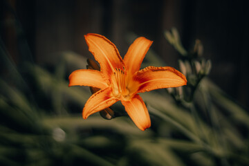 orange tiger lily © Sara