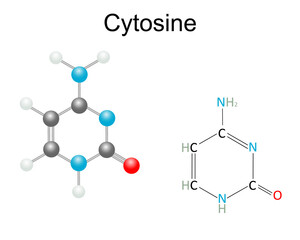 Chemical structural formula and model of Cytosine, purine nucleobase. Isolated on white background.