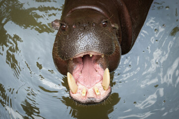 Pygmy hippos are smaller cousins of the hippopotamus. Detail of the head