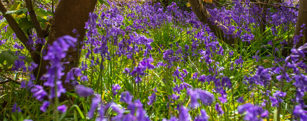 Obraz premium Bluebell Plants at The Suffolk Coast