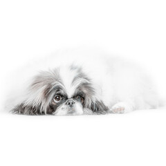 one Pekingese dog isolated on white background