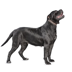 one cane corso dog isolated on white background