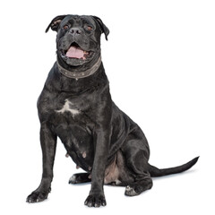 one cane corso dog isolated on white background