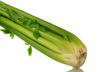 One ripe aromatic stalk of celery, close-up, isolated on white.