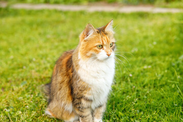Naklejka na ściany i meble Arrogant short-haired domestic funny tabby cat sneaks through fresh green grass meadow background. Kitten walks outdoors in garden backyard on summer day. Pet care health and animals concept.