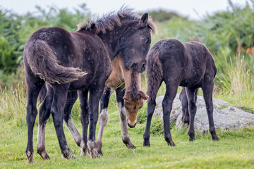 Naklejka na ściany i meble Group of three young playful wild Dartmoor ponies