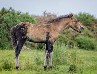Young wild Dartmoor pony braying on Dartmoor