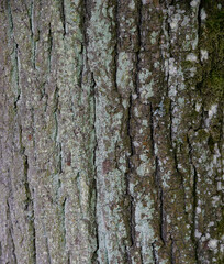 Wallpapers, backgrounds, textures depicting tree bark, wood and wooden products. Pictures were taken in Podlasie, Masovia and Masuria in Poland in 2021.