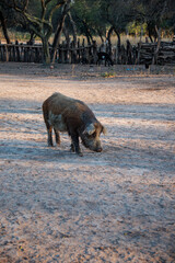 Little pig standing on the ground looks at the ground in Chaco, Argentina.