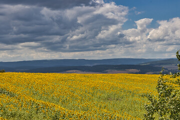 Fototapeta premium Sonnenblumenfeld in der Rhön