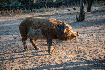 Pig standing on the ground with backlit sunlight in the impenetrable, Chaco, Argentina
