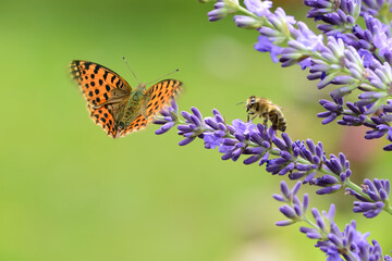 Schmetterling 904