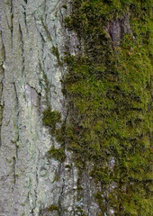 Wallpapers, backgrounds, textures depicting tree bark, wood and wooden products. Pictures were taken in Podlasie, Masovia and Masuria in Poland in 2021.