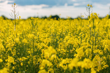 Obraz premium field of yellow flowers