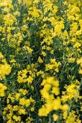 yellow flowers in spring or summer rapseed