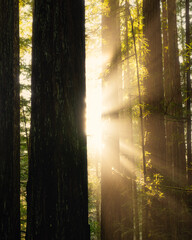 Vertical image of sun rays behind redwood trees
