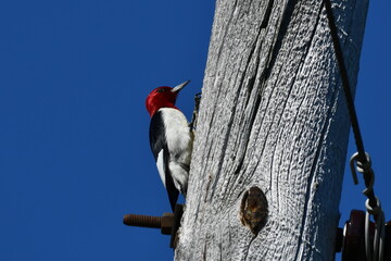 Red Headed Woodpecker sits perched on side of a hydro pole
