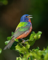 Male Painted Bunting