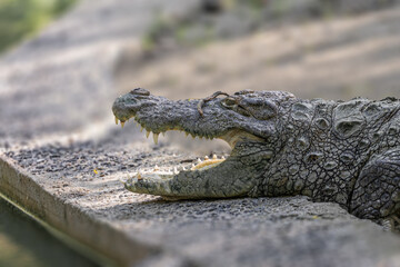 Head Shot of a crocodile