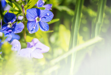Blue flowers on a green background. Field blue flowers. Lilac meadow summer flowers.