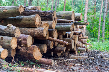 Cut down trees. Felling trees. Trunks of felled trees. Deforestation and logging.