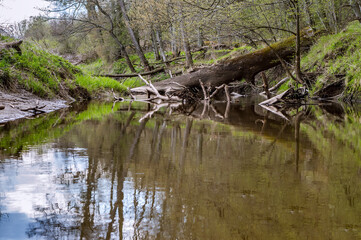 A blockage on the river. A tree fell into the river and blocked the passage. The river is blocked by fallen trees.