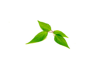 Branch of Jute mallow or nalta jute red Egyptian Spinach leaf isolated on white background