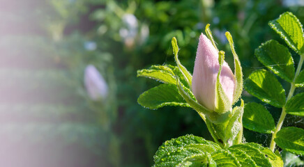 White rosebud. Unbloomed pink rose flower. Rose hips in bloom. Dew on the flower bud.