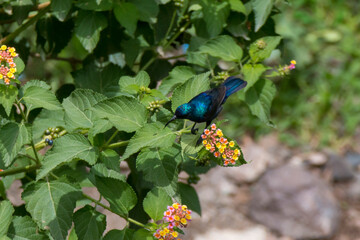 The Palestine sunbird (Cinnyris osea) searching for nectar
