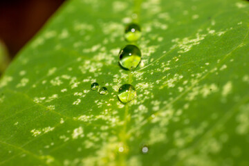 dew on cassava leaves