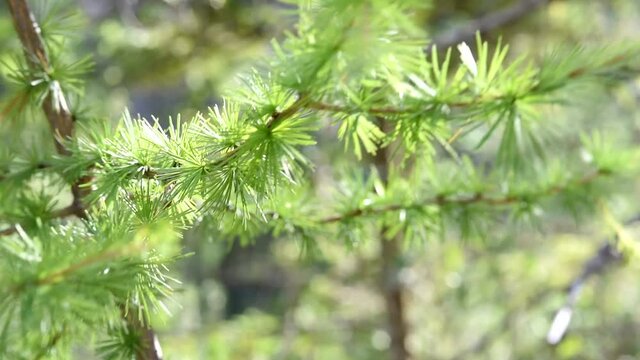 la vegetazione in montagna, i boschi con le foglie in controluce che creano degli splendidi effetti, i verdi boschi delle dolomiti, foresta magica