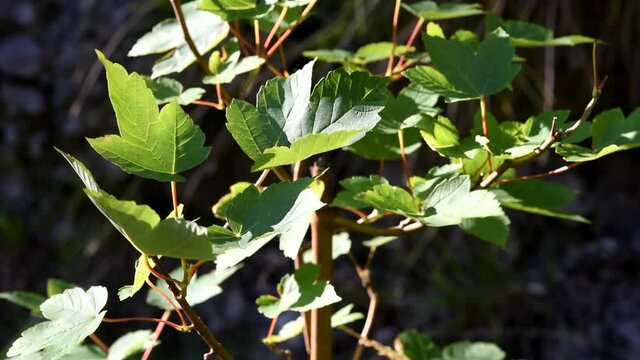 la vegetazione in montagna, i boschi con le foglie in controluce che creano degli splendidi effetti, i verdi boschi delle dolomiti, foresta magica