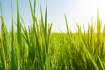 Rice with rice blossoms in Northeast China in August