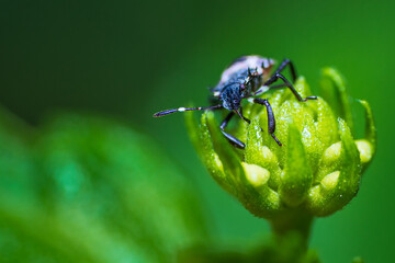 bug on a leaf