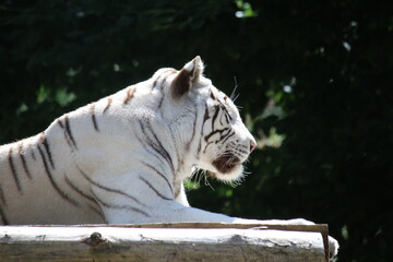 weißer Tiger schläft im Sonnenschein