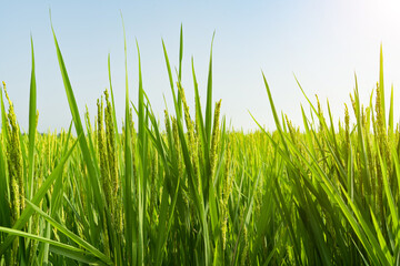 Rice with rice blossoms in Northeast China in August