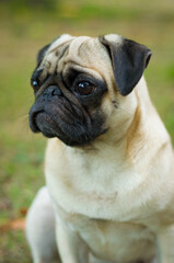 Fototapeta premium Pug 