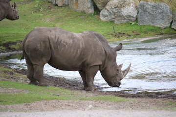Nashorn am Wasserloch
