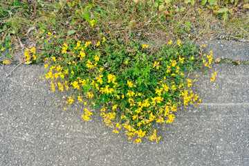 Flowers of Lotus corniculatus covering the asphalth along a road.