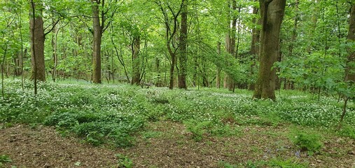 forest in spring