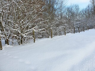 snow covered trees