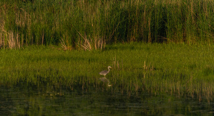 Obraz na płótnie Canvas Heron on pond near Lednice town in spring sunny morning
