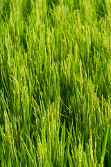 Obraz premium Rice with rice blossoms in Northeast China in August
