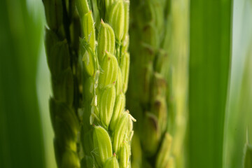 Fototapeta premium Rice with rice blossoms in Northeast China in August